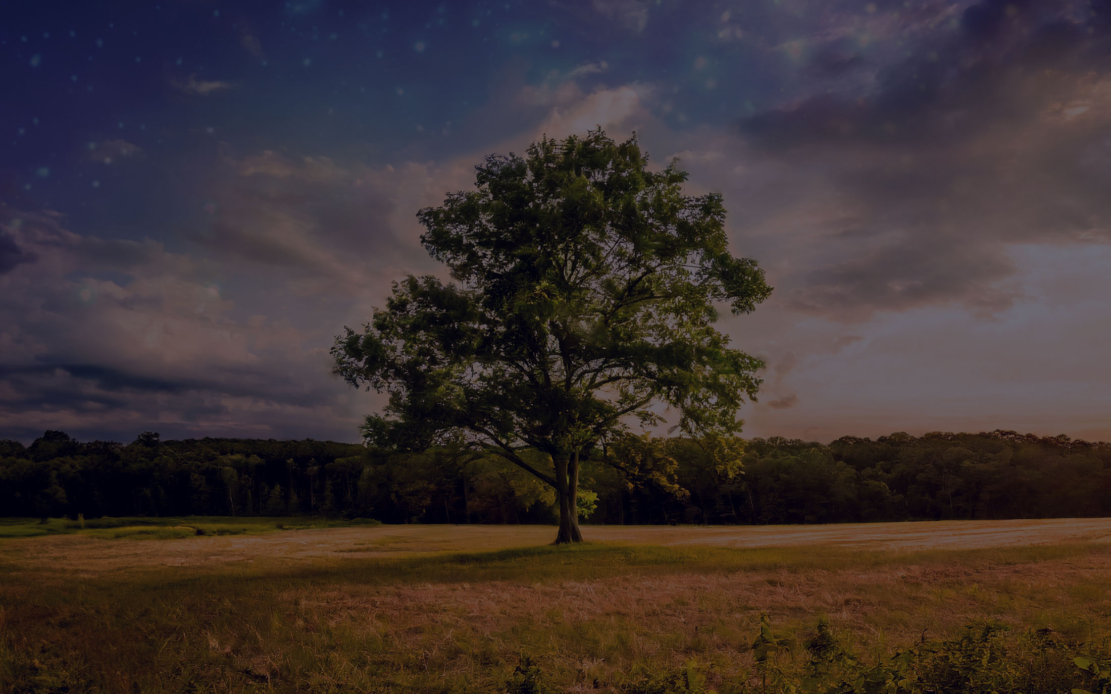 The Dreaming Tree