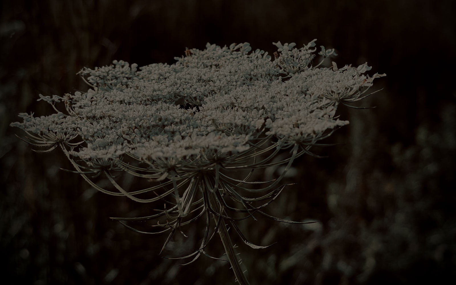 Reverie