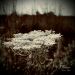 Reverie
